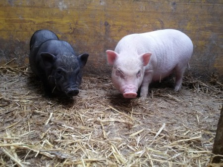 Diese beiden Damen sind jetzt 9 Wochen alt und suchen auch noch ein neues Zuhause so wie ihr Geschister am vorherigen Bild.